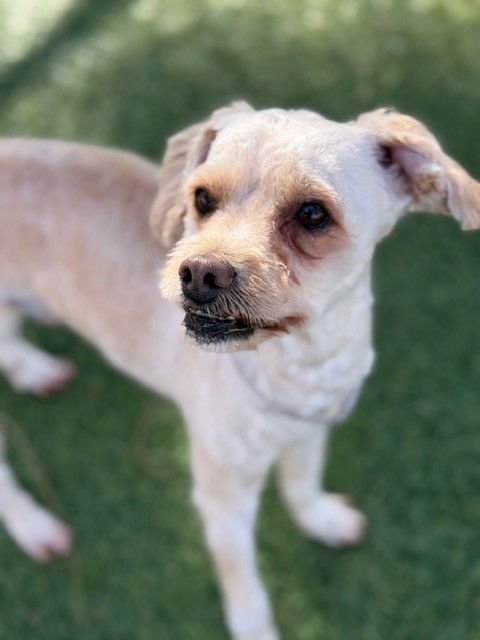 SCOOTER - Poodle (Miniature) available for adoption