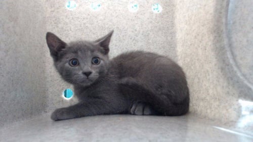 BUMBLEBEE - Domestic Short Hair available for adoption