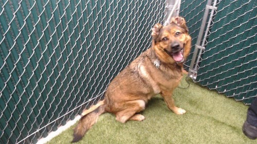 HUNTER - German Shepherd Dog available for adoption