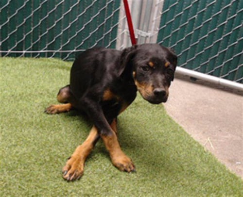 DUKE - Rottweiler available for adoption