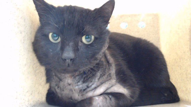 BRUNO - Domestic Short Hair available for adoption