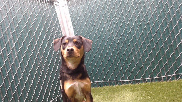 A5749860 - Beagle available for adoption