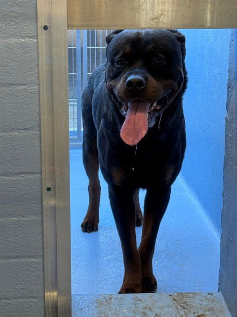 TANK - Rottweiler available for adoption