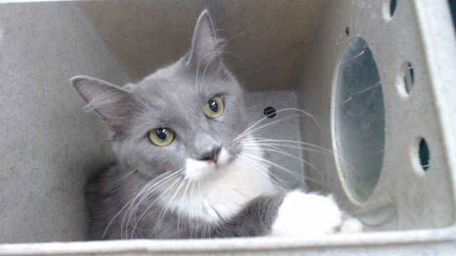 KITTY - Domestic Medium Hair available for adoption