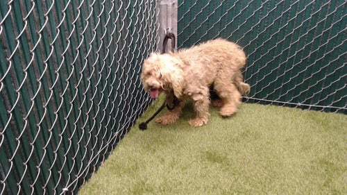 BABY - Poodle (Miniature) available for adoption