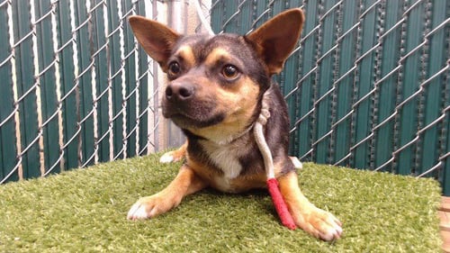 JASON - Chihuahua available for adoption