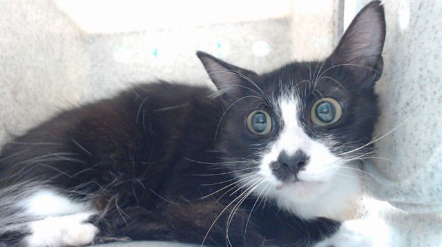 APHRODITE - Domestic Short Hair available for adoption