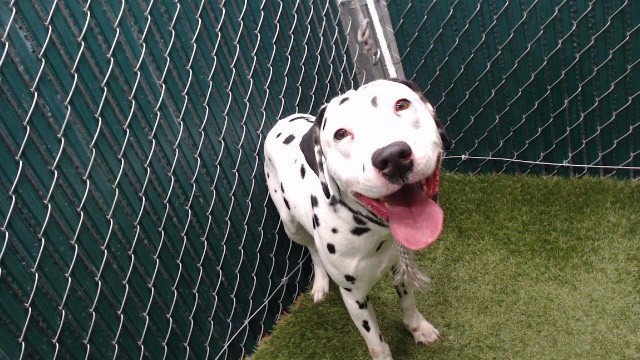 MAX - Dalmatian available for adoption