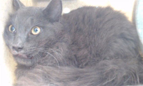 FLUFFY - Domestic Medium Hair available for adoption