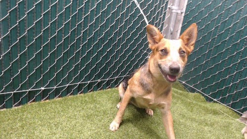 SNICKERS - Australian Cattle Dog/Blue Heeler available for adoption