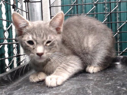MIKEY - Domestic Short Hair available for adoption