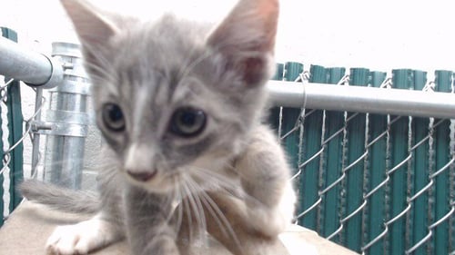 MICHIGAN - Domestic Short Hair available for adoption