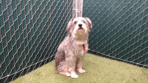 SIRIUS - Terrier available for adoption