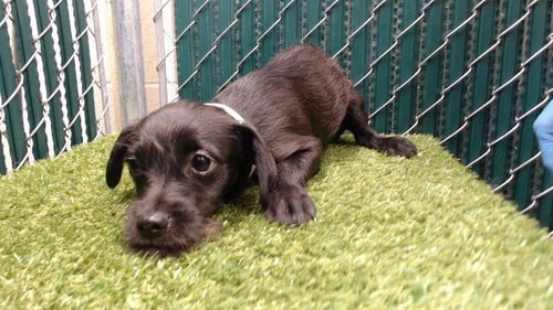 A5766368 - Terrier available for adoption