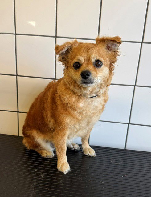 SAVANA - Chihuahua / Pomeranian available for adoption