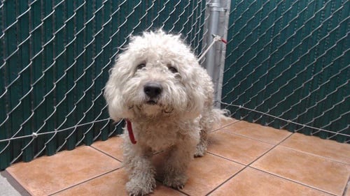 HARLEY - Maltese available for adoption