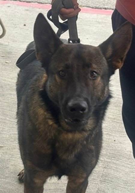 BOGEY - German Shepherd Dog / Belgian Shepherd Malinois available for adoption