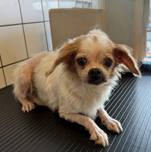 A5801190 - Pekingese available for adoption