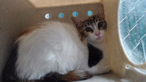 COCO - Domestic Short Hair available for adoption