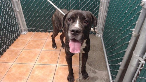 BROLY - Cane Corso Mastiff available for adoption