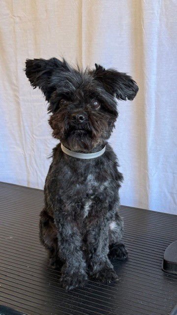 KUZCO - Terrier available for adoption