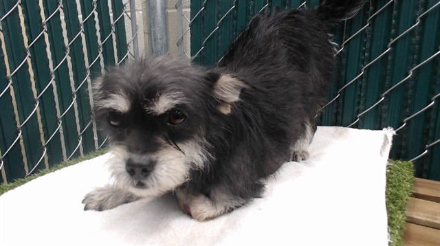 LOLLY - Terrier available for adoption