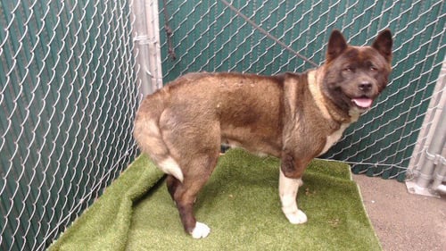 LUNA - Akita available for adoption