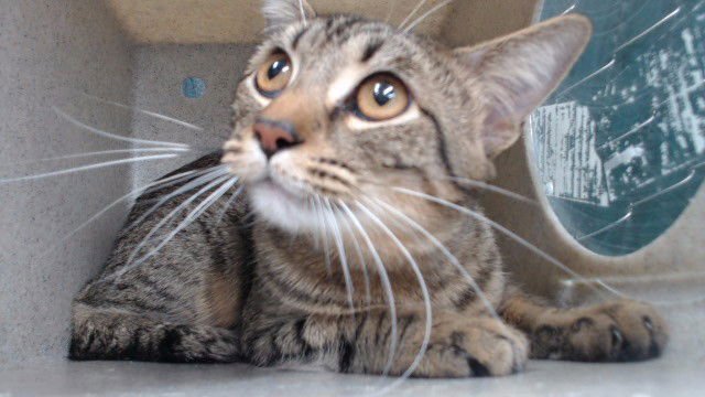 JAMAL - Domestic Short Hair available for adoption