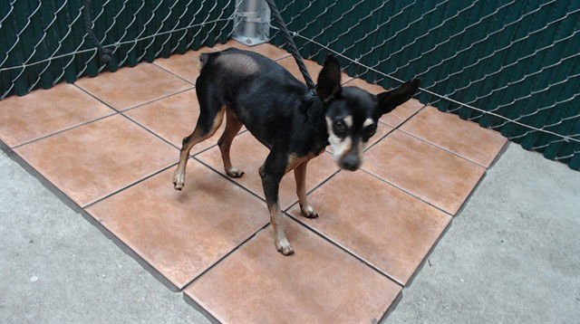NORBIT - Miniature Pinscher available for adoption