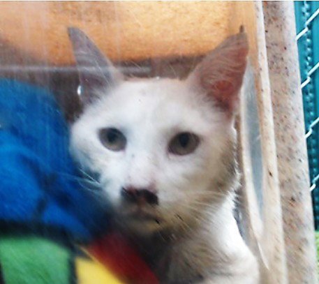 CHAPLIN - Domestic Short Hair available for adoption