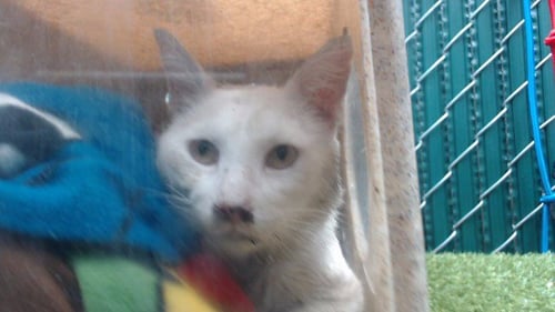 A5795302 - Domestic Short Hair available for adoption