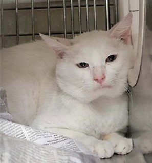 CHAPLIN - Domestic Short Hair available for adoption