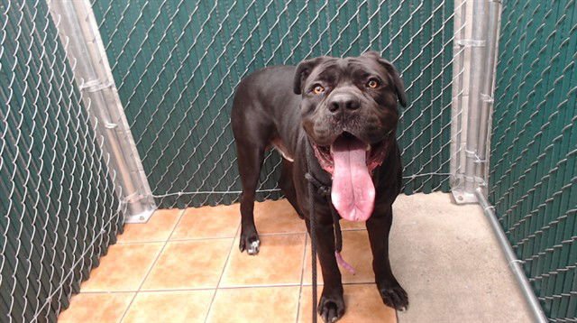 SHADOW - Cane Corso Mastiff available for adoption