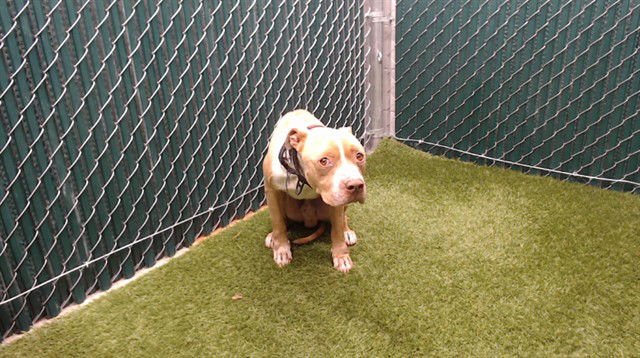 BRYSON - Pit Bull Terrier available for adoption
