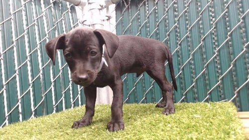 HYDRO FLASK - Miniature Schnauzer available for adoption