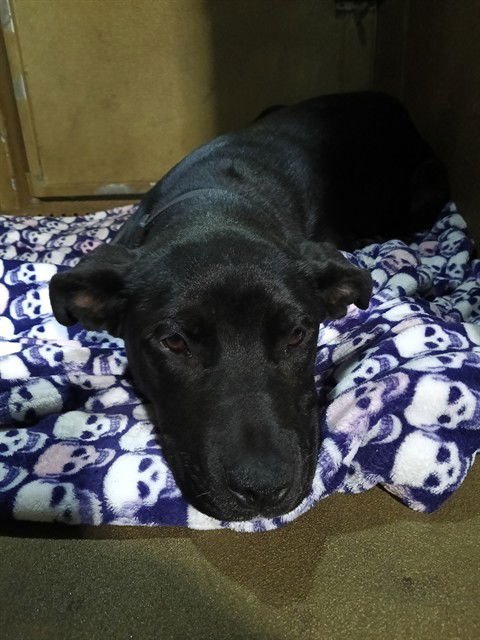 GINA - Labrador Retriever available for adoption