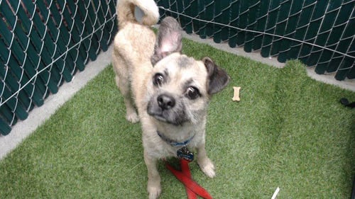 PIKACHU - Terrier available for adoption