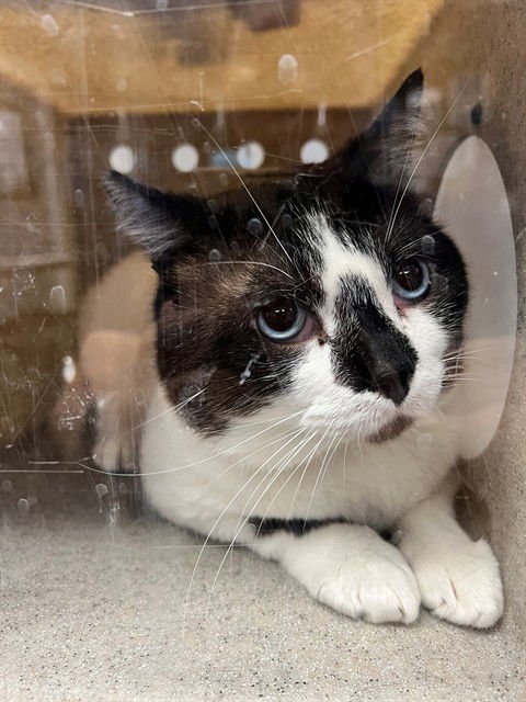 MOCHA - Snowshoe available for adoption