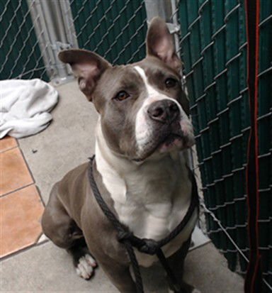 WILLMORE - Pit Bull Terrier available for adoption