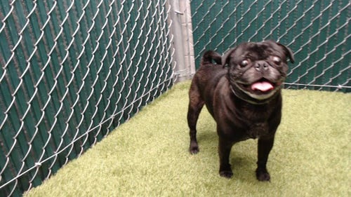 MARTIN - Pug available for adoption