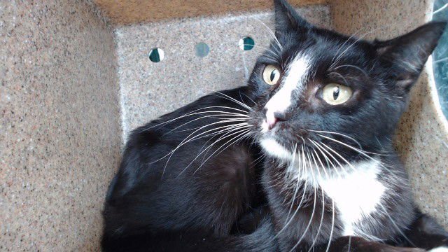 JUDE - Domestic Short Hair available for adoption