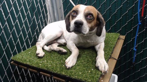 BABY - Beagle available for adoption