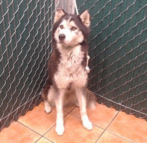 GIFFORD - Siberian Husky available for adoption