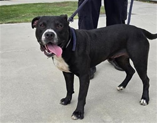 LARS - Pit Bull Terrier available for adoption