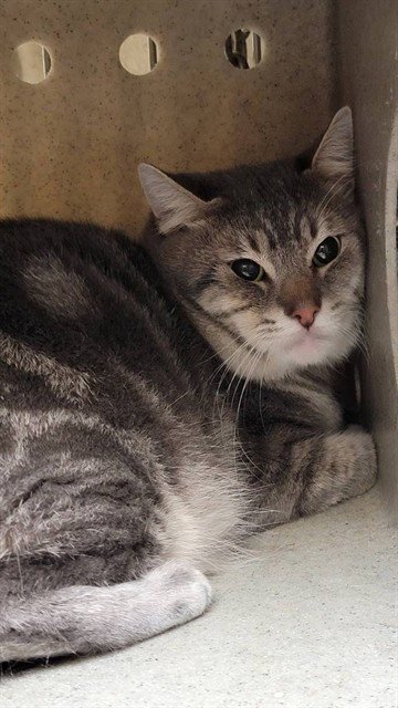 SIMON - Domestic Short Hair available for adoption