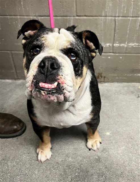 LUNA - English Bulldog available for adoption