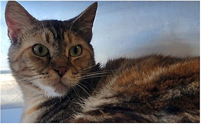 RAMONA Image