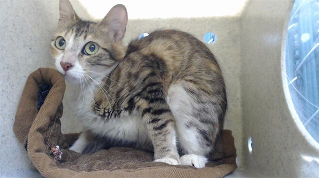 COOKIE - Domestic Short Hair available for adoption