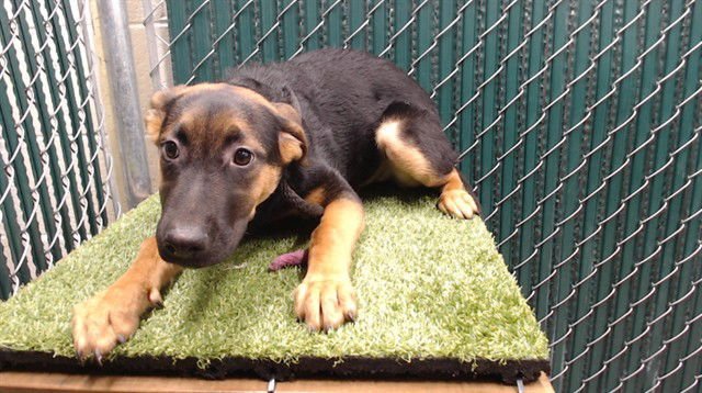 LOLA - German Shepherd Dog available for adoption