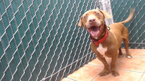 CHARLIE - Dachshund / Pit Bull Terrier available for adoption
